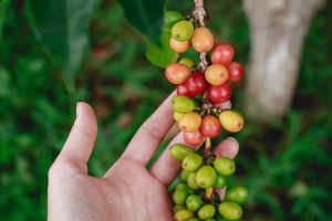 A hand carefully holding a strand of coffee beans on a coffee tree