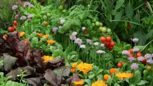 A vegetable garden with tomatoes and cabbage, interspersed with many types of flowers