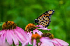 Monarch butterfly on a coneflower echinacea