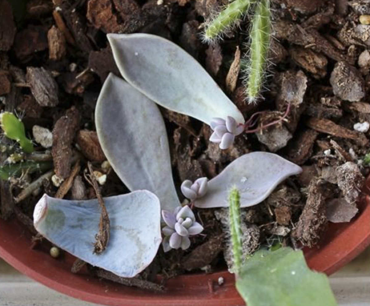 Cuttings from graptopetalum plant in a soil