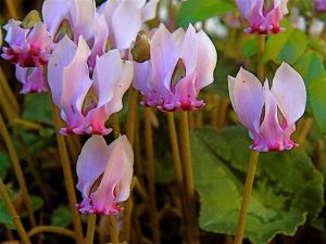 a small batch of pink cyclamen plants and flowers