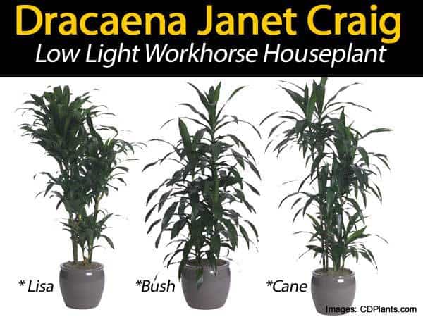 dracaena janet craig different forms