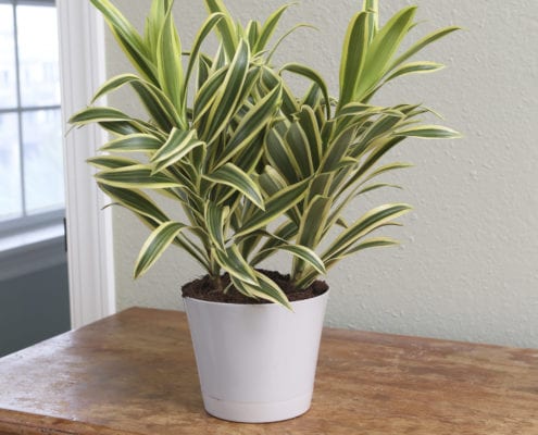 An impressive dracaena plant in a white container on an office table.
