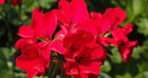 A cluster of bright Red Geranium flowers
