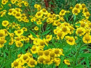 A patch of yellow helenium autumnale - common sneeze weed