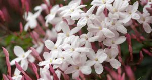 A close up of a Jasmine Plant an abundance of white flowers