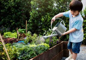 A young boy watering a raised vegetable garden