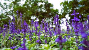 Salvia with blue purple flowers