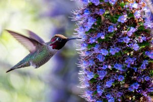 hummingbird feeding on purple flowers