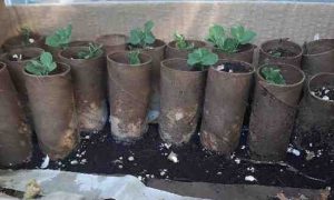 A dozen peas plants growing tubes
