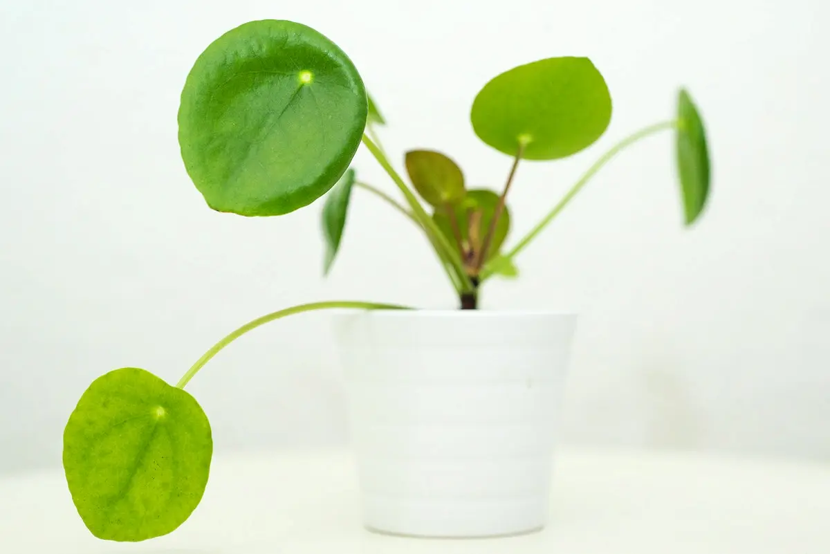 Pilea Plant Grows Rapidly and Pleases