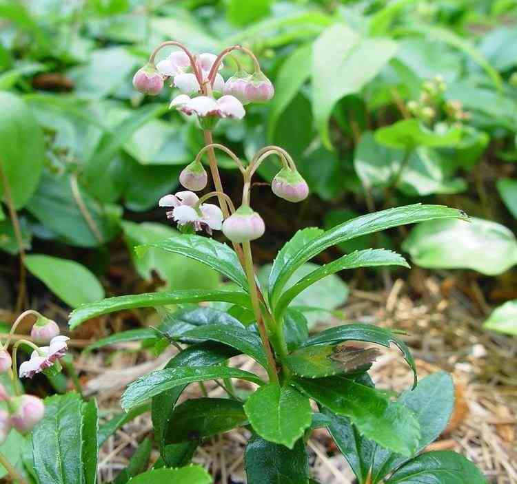 A full Pipsissewa plant with flower