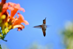 gray hummingbird beside orange trumpet vine flowers