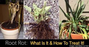 Plants in containers and pots with root rot