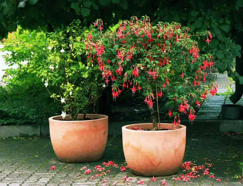 Fuchsia plants grown as standard trees