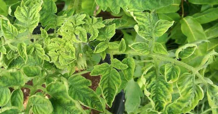 Tomato Leaf Curl: Virus, Causes & Remedies For Tomato Leaves Curling