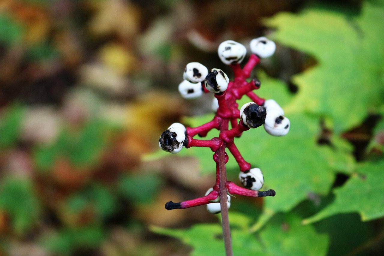 White baneberry seeds that resemble doll's eyes