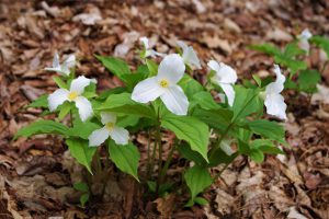 White trillium plants with blooming flowers