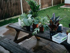 hardening off houseplants on a brown wooden table