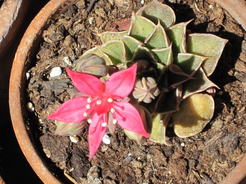 Graptopetalum bellum with its pink flower growing in a pot or container