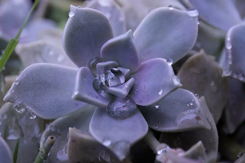Graptopetalum paraguayense  with its purple leaves, and a few drop of water dripping