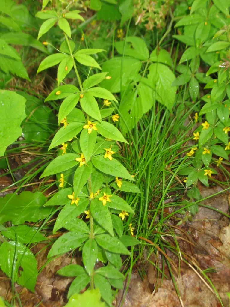 Full plant photo of Four-flowered Yellow Loosestrife