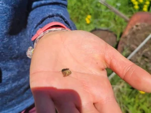 Releasing a baby mason bee, held in a hand