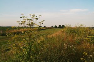 The Dangers of Wild Parsnip and How to Protect Yourself